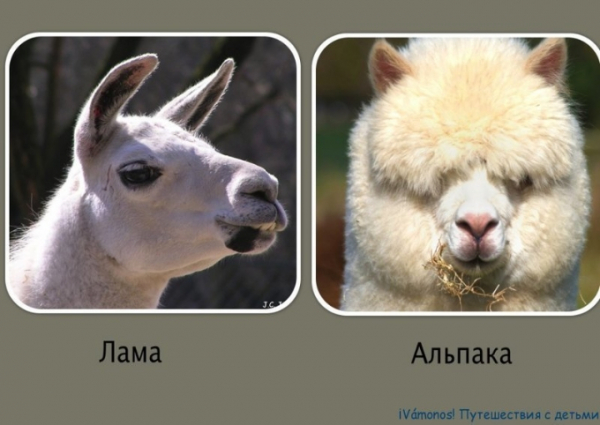 Кино с альпаками под открытым небом: Неужели это единственный способ провести вечер?