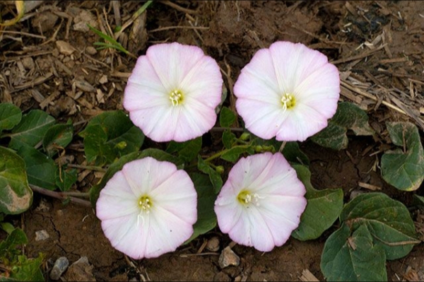 Аллергический кошмар в Москве: жара создала опасную ситуацию для страдающих от аллергий