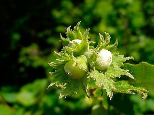 Мифический &quot;Орешник&quot; снова в деле: Россия снимает мораторий на размещение ракет средней и меньшей дальности