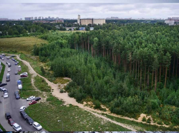 «СЗ Вектор» и Seven Suns Development через кассацию снова пытаются отнять Шуваловский лес у жителей Петербурга