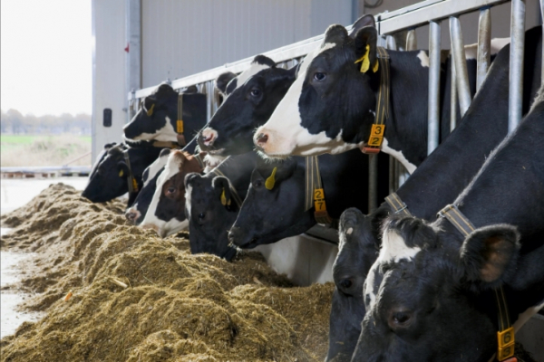 Критика современной медицины и врачебной практики: Спасение тройни в Москве или горькая реальность неидеальных технологий